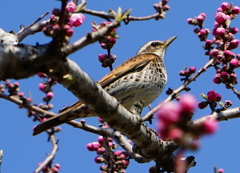 桃花の蕾とツグミ