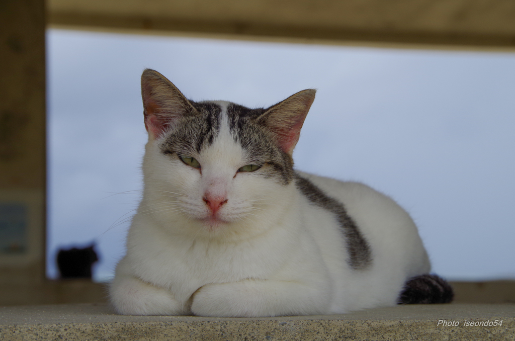コンドイ浜の猫
