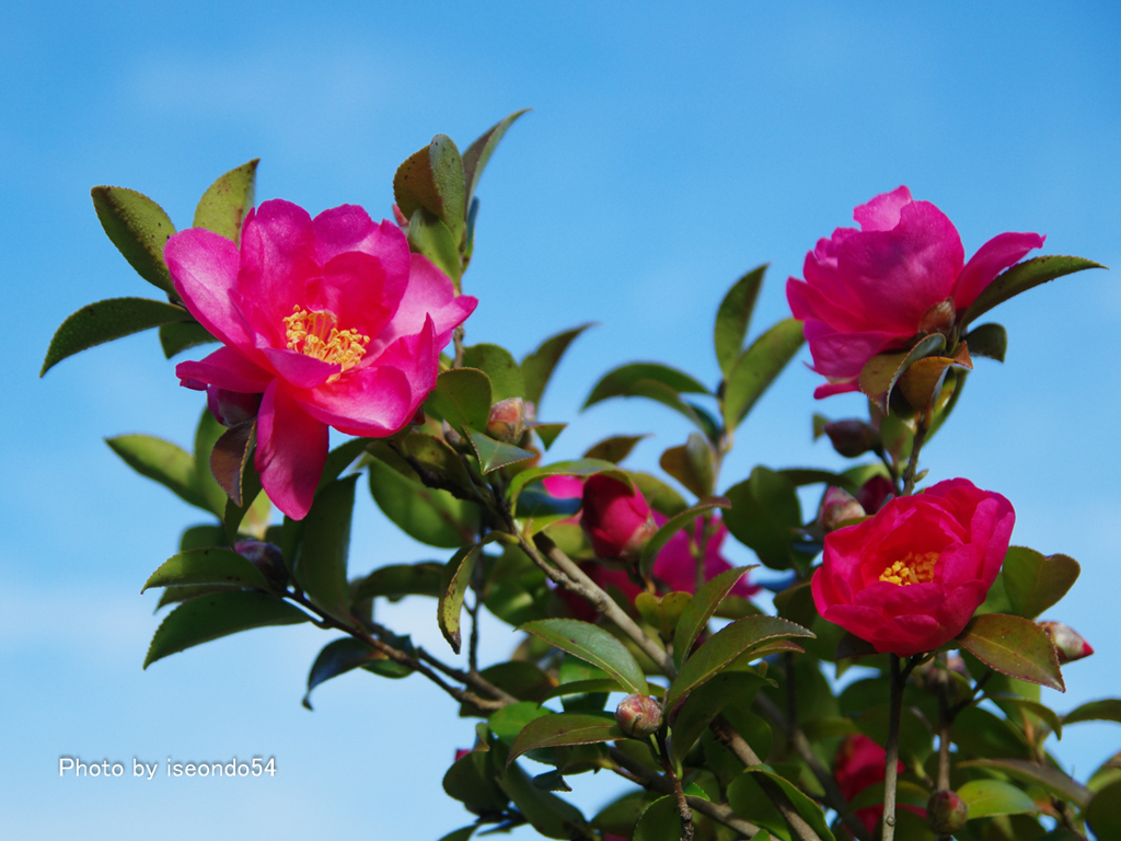 山茶花