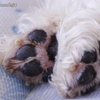 愛犬の肉球