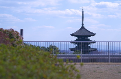 興福寺　五重塔