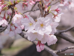 花びら