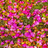 飛花落葉