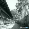 竹林