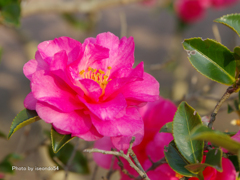 赤く咲いても冬の花