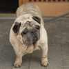 パグ
