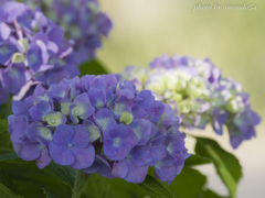 基地に咲く紫陽花