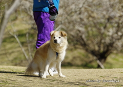 お散歩