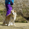 お散歩