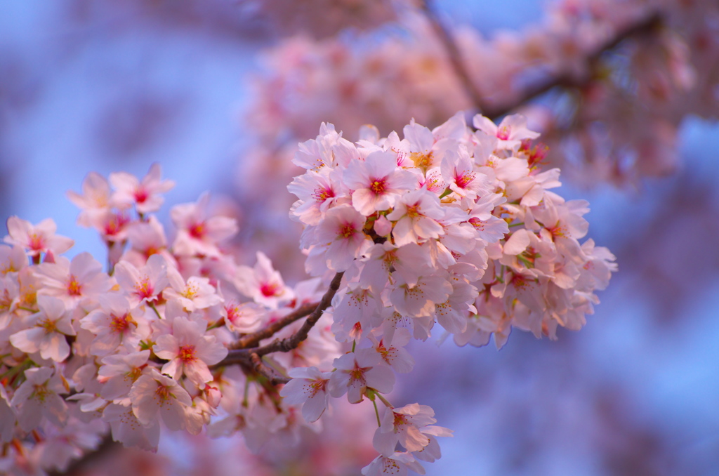 sakura