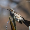胡蝶ヶ池の野鳥