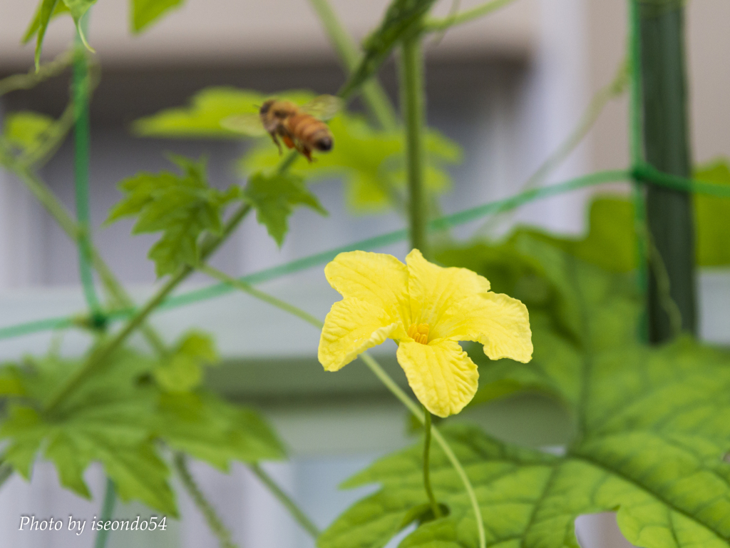 花から花へ