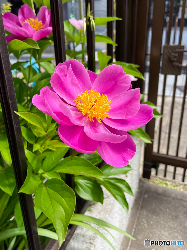 立てば芍薬