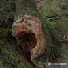 叫び