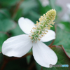 ドクダミの花