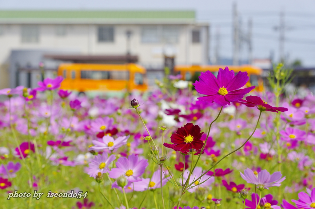 駅前のコスモス畑