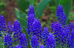 Muscari （ムスカリ）