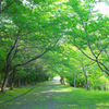 新緑の季節