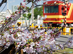 桜咲く！