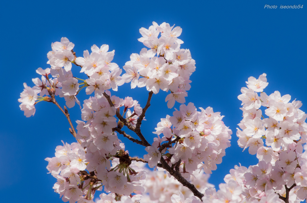 SAKURA