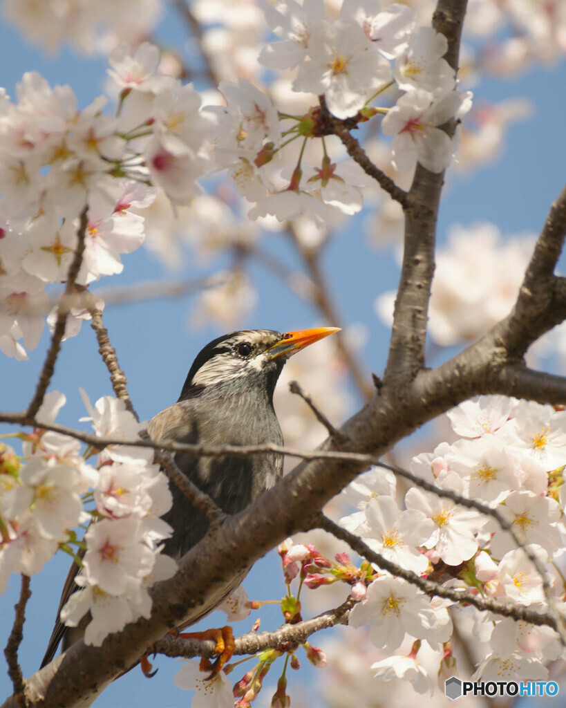 花鳥風月