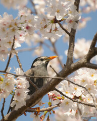 花鳥風月