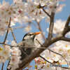 花鳥風月