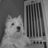愛犬 Ten