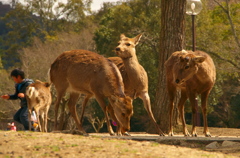 奈良公園の鹿