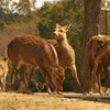 奈良公園の鹿