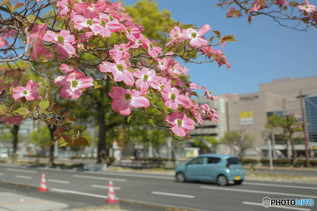 桜の次は•••