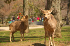 奈良公園の鹿