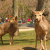 奈良公園の鹿