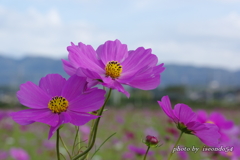 秋桜