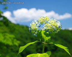 吉野山に咲き始めた紫陽花