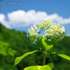 吉野山に咲き始めた紫陽花