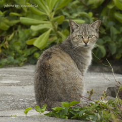 ウチナーの猫