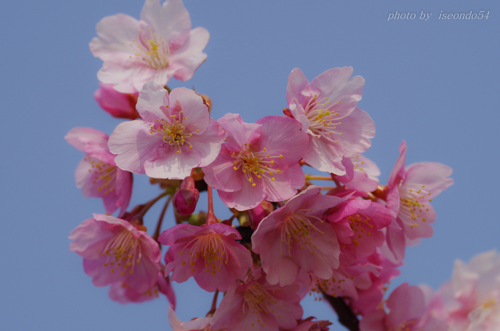セントレアの河津桜