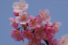 セントレアの河津桜