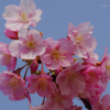 セントレアの河津桜