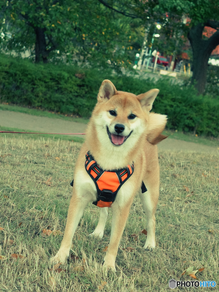 ニッコリ