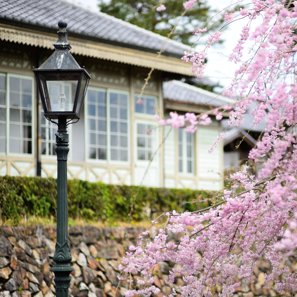 明治村Ⅲ　桜咲く３