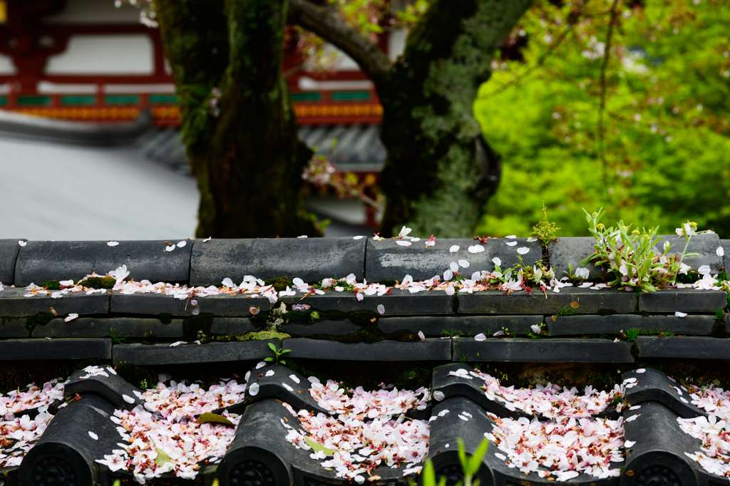 平等院　桜から新緑へ