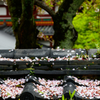 平等院　桜から新緑へ