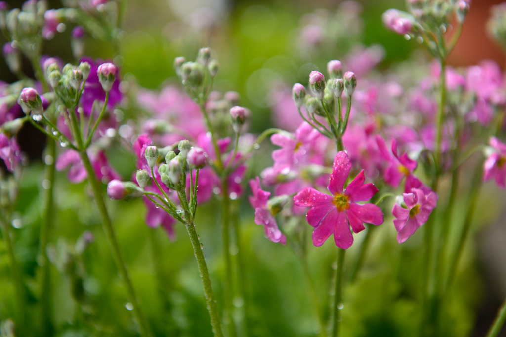 家の花１