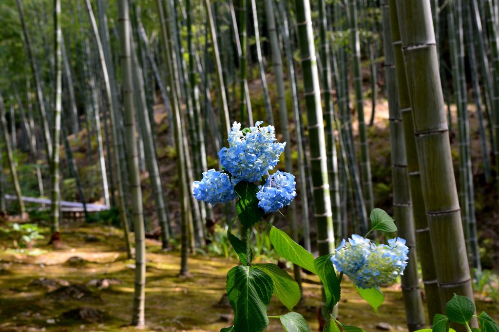 ひっそり咲く