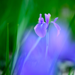 花菖蒲