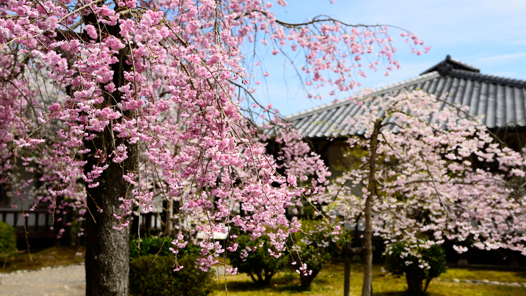 明治村Ⅲ　桜咲く２