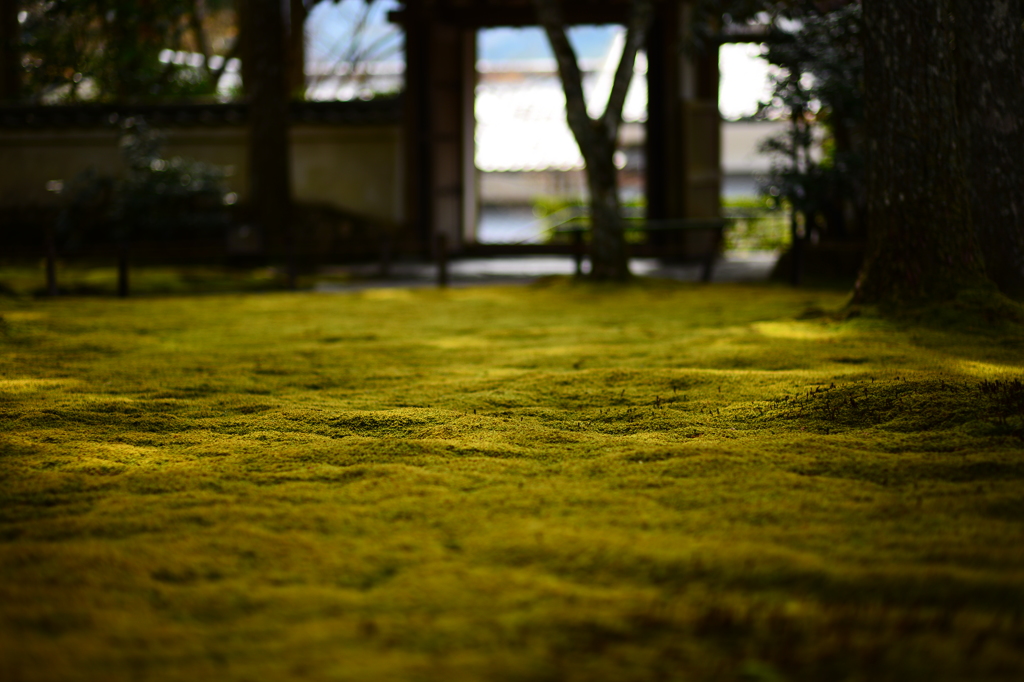 苔の海原