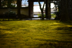 苔の海原